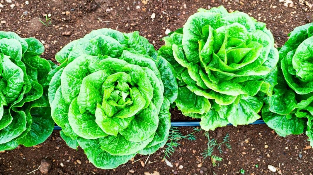 Tütünün yerine ektiler. 2 milyon lira gelir bekleniyor 1